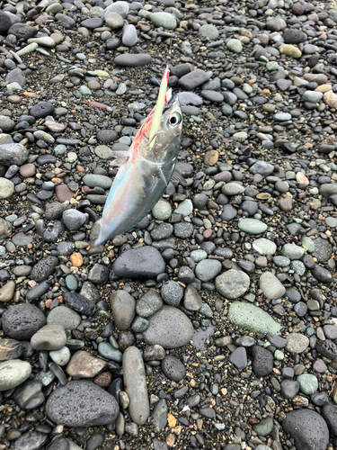 マルソウダの釣果