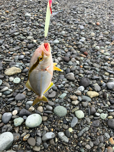 ショゴの釣果