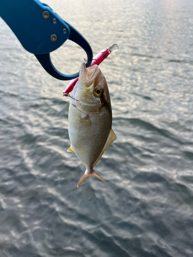 ショゴの釣果