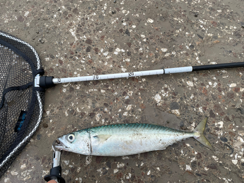 サバの釣果