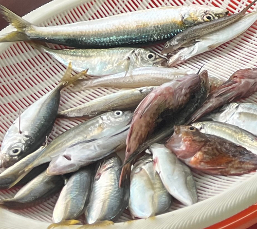 カタボシイワシの釣果