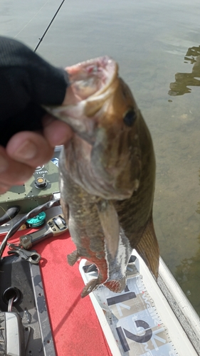 スモールマウスバスの釣果