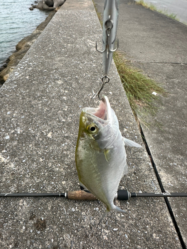 イケカツオの釣果