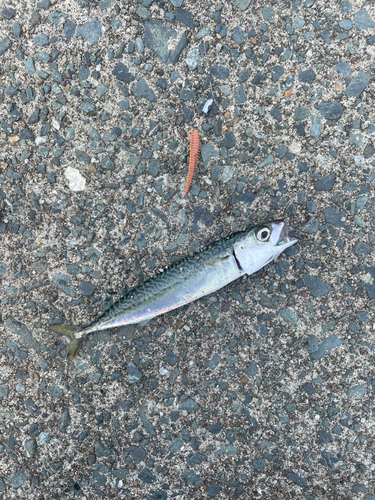 サバの釣果