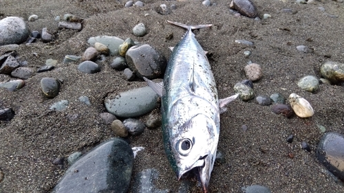 マルソウダの釣果