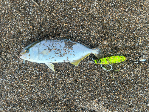 シオの釣果