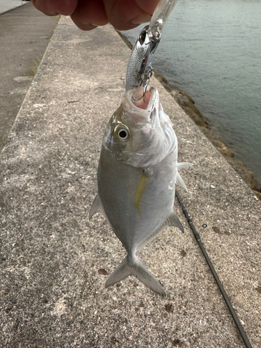 メッキの釣果