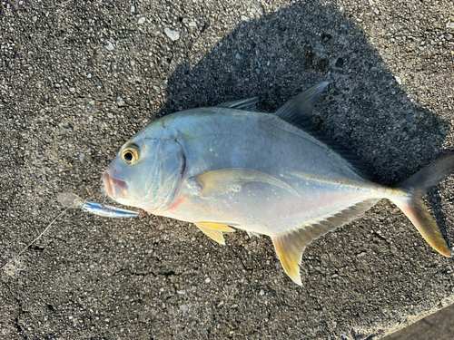 メッキの釣果