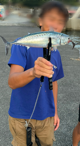 ショゴの釣果