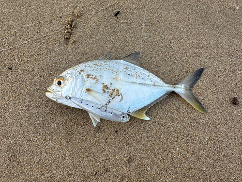 メッキの釣果