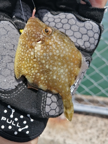 カワハギの釣果