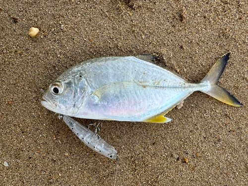 メッキの釣果