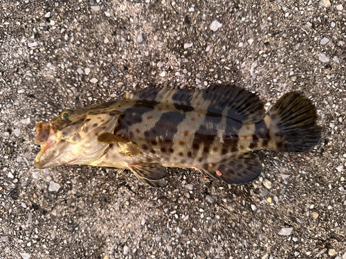 チャイロマルハタの釣果