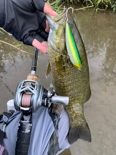 スモールマウスバスの釣果