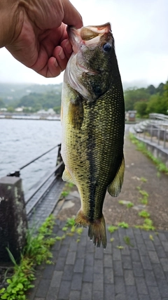 ラージマウスバスの釣果