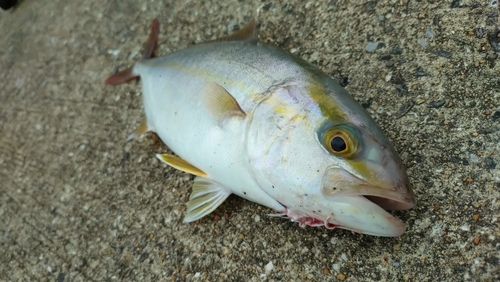 カンパチの釣果