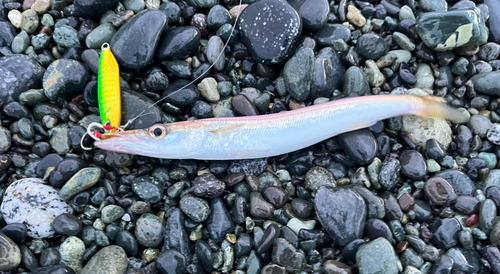 カマスの釣果