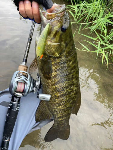 スモールマウスバスの釣果