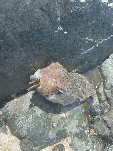 イシガキフグの釣果