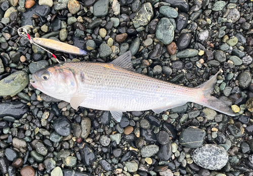 コノシロの釣果