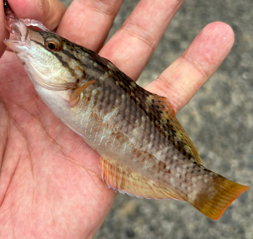 ホシササノハベラの釣果