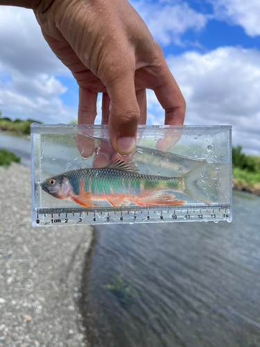 オイカワの釣果