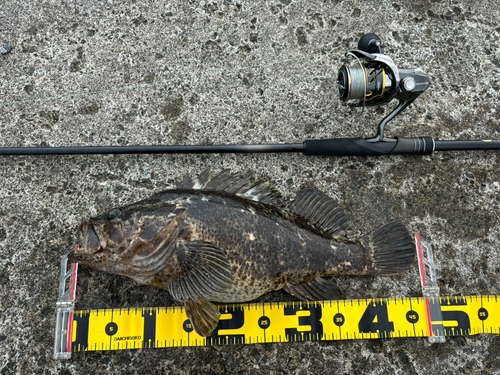 タケノコメバルの釣果