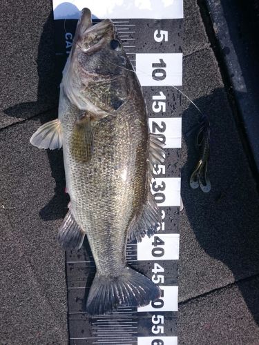 ブラックバスの釣果