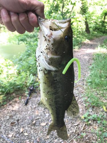 ブラックバスの釣果