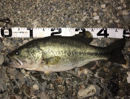 ブラックバスの釣果