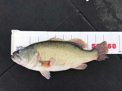 ブラックバスの釣果