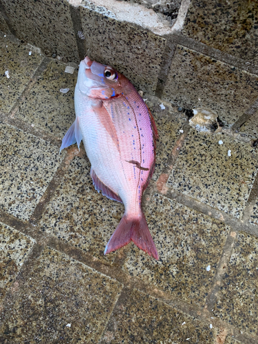 アカアマダイの釣果