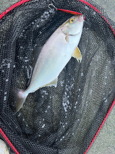 ショゴの釣果