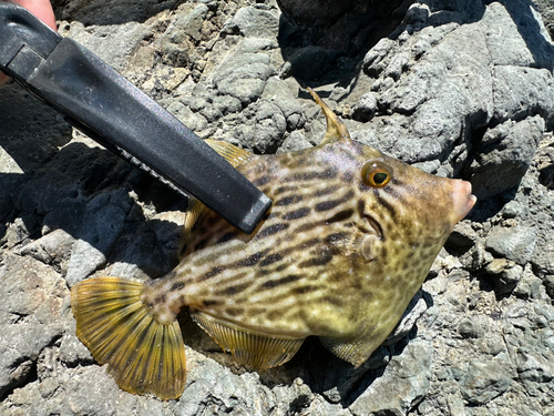 カワハギの釣果