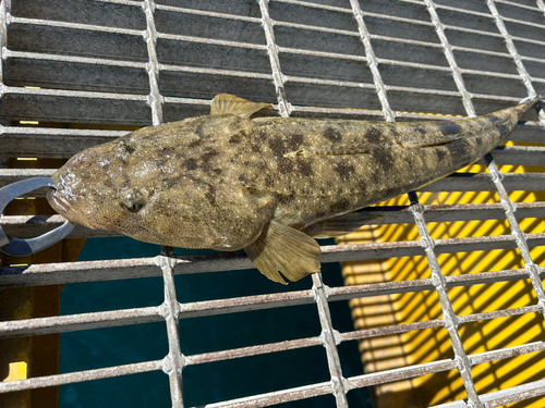 マゴチの釣果