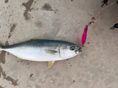 ワカシの釣果