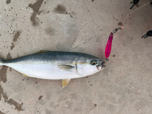 ワカシの釣果