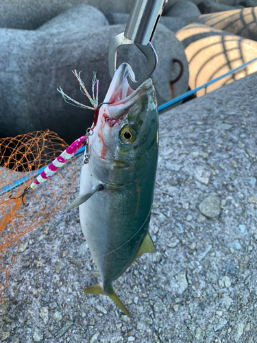 ツバスの釣果