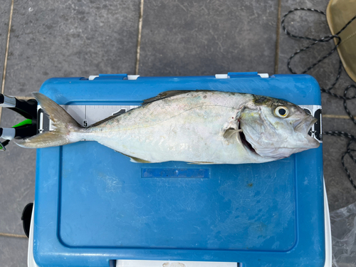 ショゴの釣果