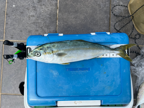 ワカシの釣果