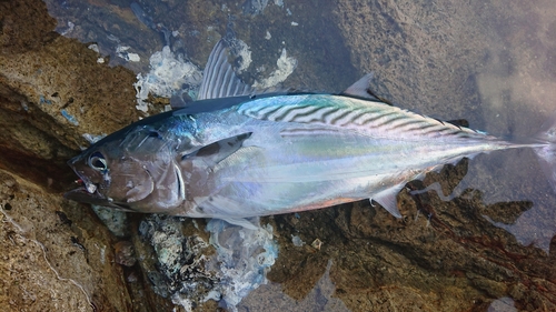 スマガツオの釣果