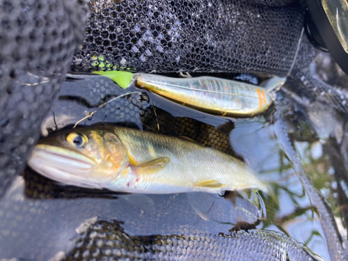 アユの釣果