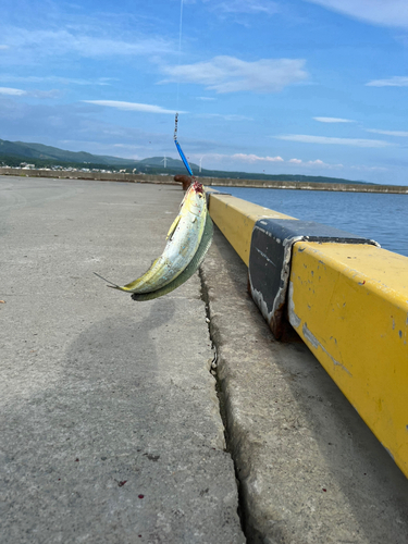 シイラの釣果