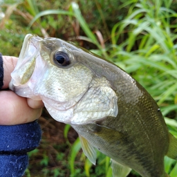 ブラックバス