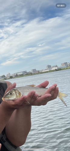 ウグイの釣果