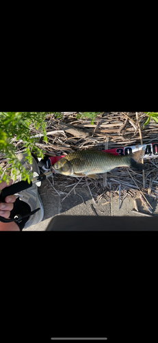 フナの釣果