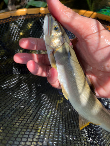 アユの釣果