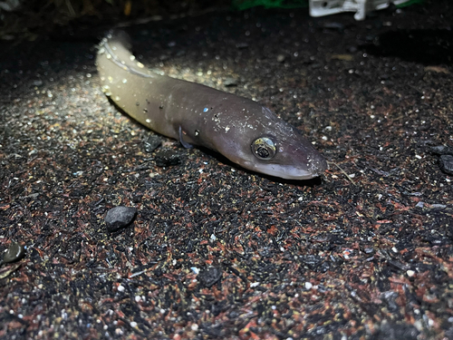 クロアナゴの釣果