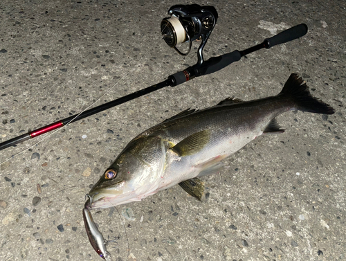 シーバスの釣果