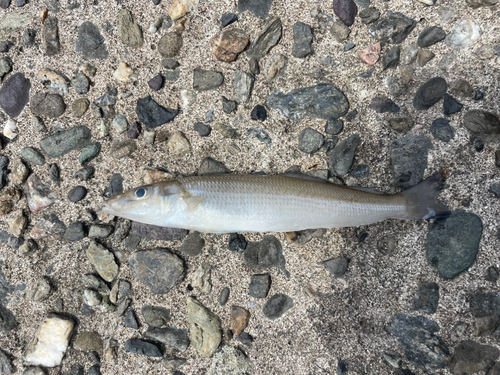 シロギスの釣果